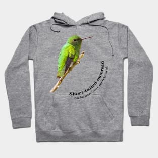 Short-tailed emerald hummingbird at dawn pin Hoodie